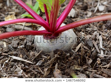 Сток-фото: Close Up Of A Beetroot Growing In Compost