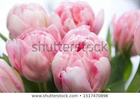 Stock foto: Pink Tulips In Closeup