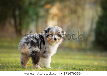 ストックフォト: Puppy Australian Shepherd
