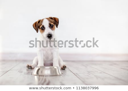 ストックフォト: Hungry Dog With Bowl