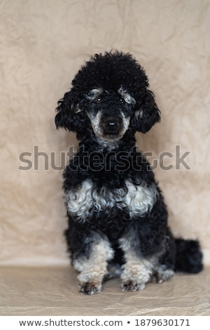 Foto stock: Man And Standard Black Poodle