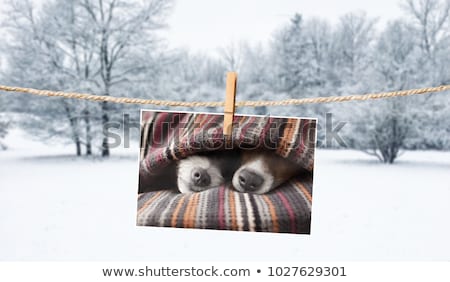 Foto stock: Cute Photo Of Dogs On String In Winter