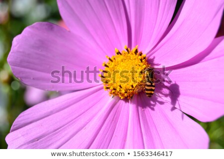 Foto stock: Cosmea 14