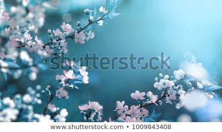 Stock foto: Close Up Branch Of Bloom In Spring