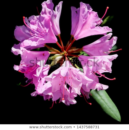 Stock fotó: Pink Rhododendron Flowers In Bloom