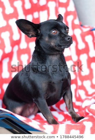 Foto stock: White Mixed Breed Dog With Funny Ears Portrait In White Backgrou