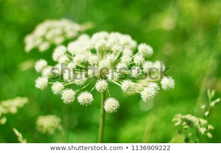 Angelica Plan [[stock_photo]] © Fanfo