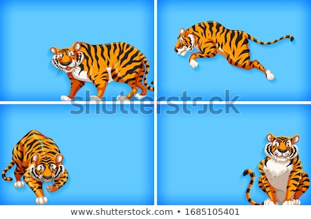 Stock photo: Background Template Design With Plain Color And Wild Tiger