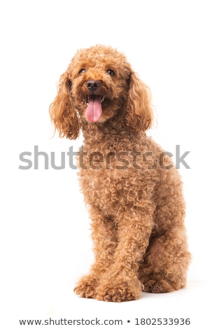 Foto d'archivio: Poodle Dog