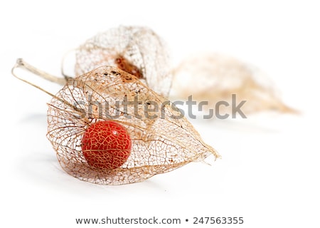 Foto stock: Rotten Chinese Lantern