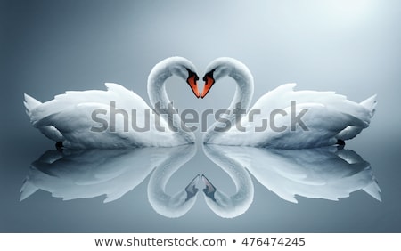 [[stock_photo]]: Swans In Love