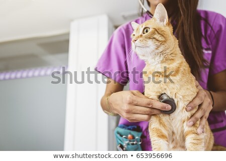 Foto stock: Veterinarian Doctor Is Making A Check Up Of A Cute Beautiful Cat