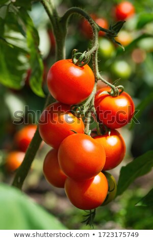 ストックフォト: Branch Of Green Cherry Tomatoes Grows