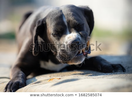 Сток-фото: Dog With Big Bone