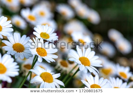 ストックフォト: White Daisies On A Green Glade Closeup