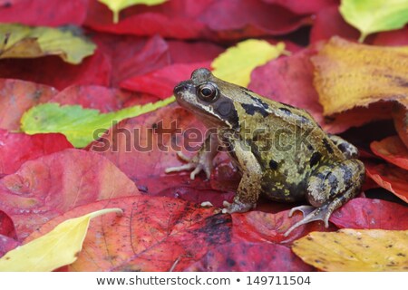 Stockfoto: Common Frog Rana Temporaria