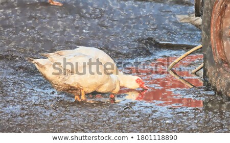 Stock fotó: Geese Drinking Water In Pond