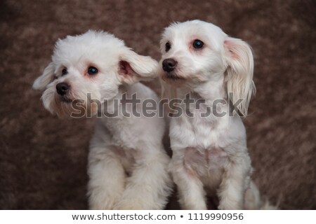 Stok fotoğraf: Curious Bichon Couple Looks To Side While Sitting
