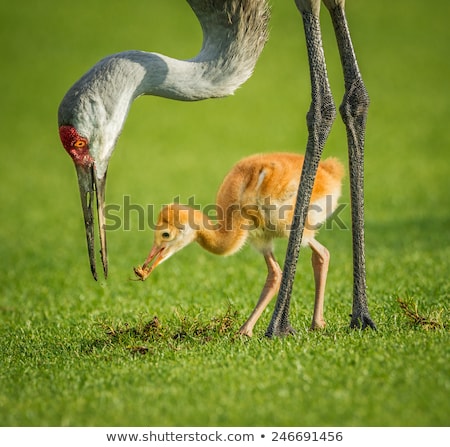 [[stock_photo]]: Sandhill Crane And Baby Chick