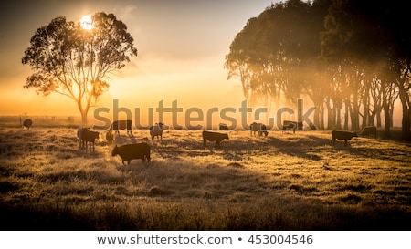 Stock photo: Cattle Farm