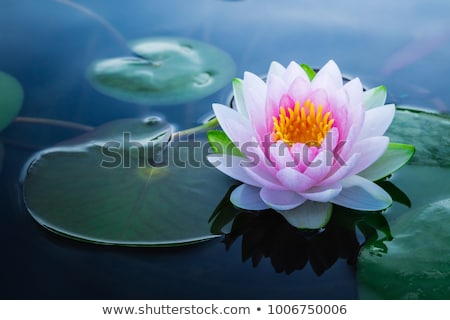 Stock photo: Lotus Flower In The Garden