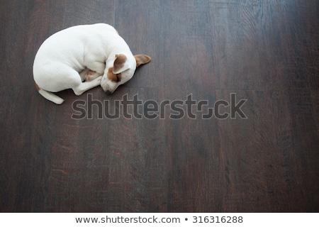 Foto stock: Terrier Dog On The Floor