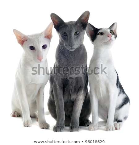 Stok fotoğraf: Black Purebred Sphinx Cat With Three Kittens