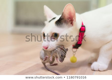 Stok fotoğraf: Young Rat And Cat