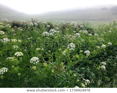 Stock fotó: Distant Misty Sunrise Over Fields And Hills