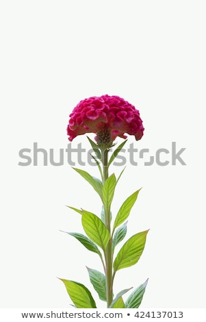 Stock fotó: Celosia Or Wool Flowers Or Cockscomb Flower