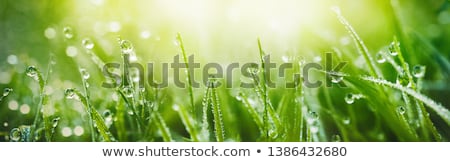 Stok fotoğraf: Fresh Green Grass With Dew