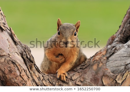 Stock photo: Tree Squirrel On A Branch