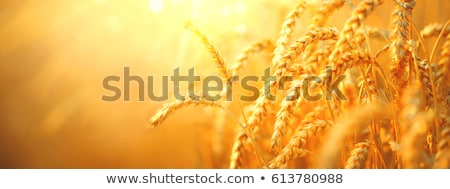 Stok fotoğraf: Golden Wheat Field