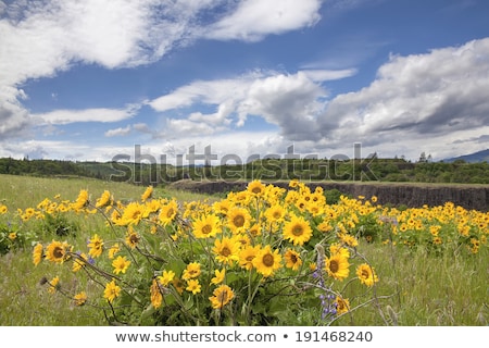 [[stock_photo]]: Arrowleaf Balsamroot Wildflowers At Rowena Crest