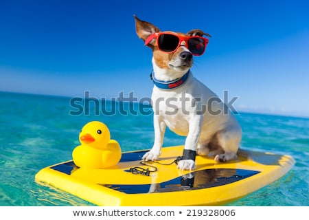 Foto stock: Dog At The Beach And Ocean With Plastic Duck