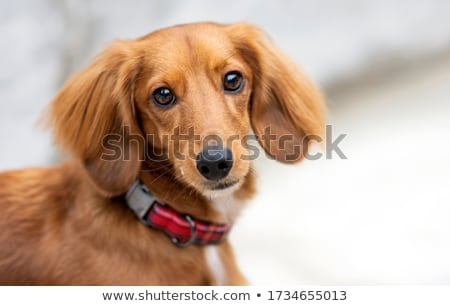 Stockfoto: Portrait Of An Adorable Dachshund