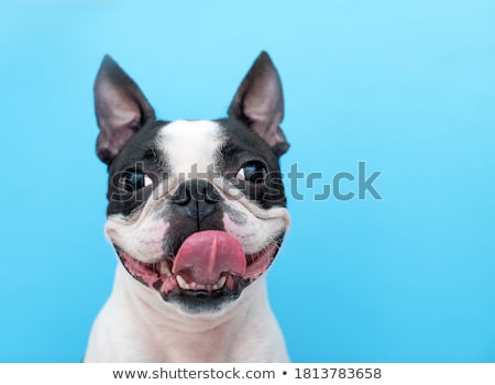 Stok fotoğraf: Portrait Of An Adorable Boston Terrier