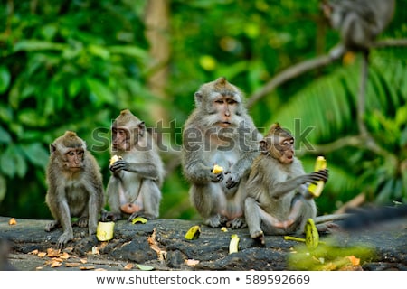 Stock photo: Monkey Ubud