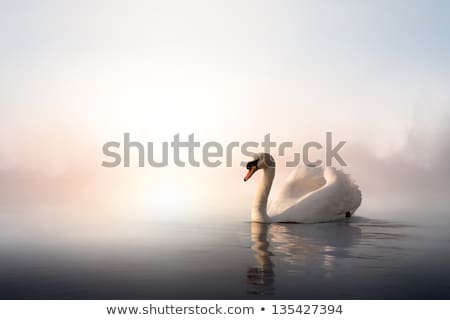 [[stock_photo]]: Beautiful Swan