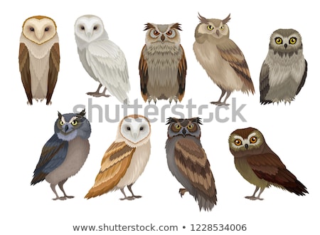 Сток-фото: Set Owl