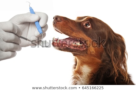 Zdjęcia stock: Dental Care For Pets