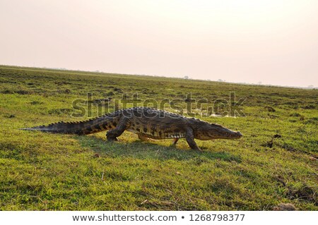 Stockfoto: Nile Crocodile On Riverbank