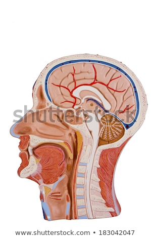 Foto stock: Cross Section Of Human Head