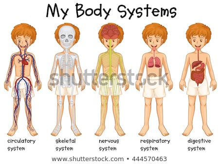 Zdjęcia stock: Human Anatomy With Different Organs