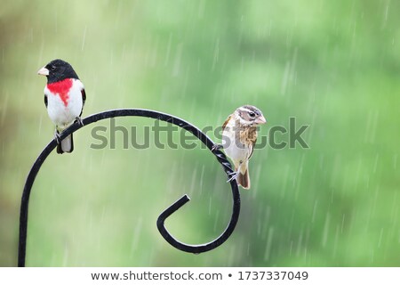 Stok fotoğraf: Cardinals Two Males On A Pole