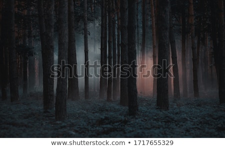 Foto stock: A Dark Forest At Night