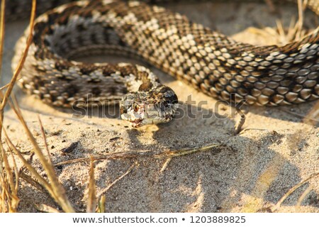 Zdjęcia stock: Close Up Of Rare Moldavian Meadow Viper