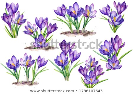 Stock fotó: Botanical Art Watercolor Crocus Flower