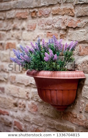 Zdjęcia stock: Flower Pot With Lavender Plant On Antique Brick Wall