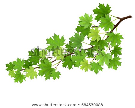 Stock fotó: Branch Of Green Maple